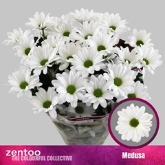 Chrysanth Spray Medusa 70cm 80gr.