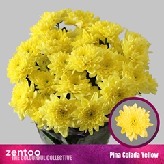 Chrysanth Spray Pina Colada Yellow 70cm 115gr.
