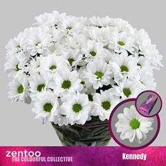 Chrysanth Spray Kennedy 70cm 80gr.