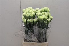 Dianthus Single Goblin 70cm