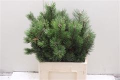 Dianthus Spray Single Solomio Ard 60cm