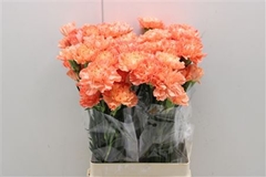 Dianthus Single Hermes Orange 75cm