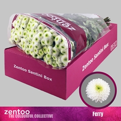 Chrysanth Santini Ferry 55cm 40gr.