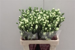 Dianthus Spray Parsley+ 60cm