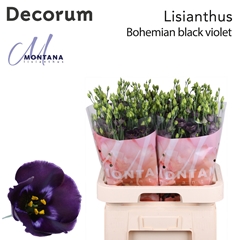 Eustoma Single Bohemian Black Violet 70cm