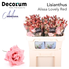 Eustoma Double Painted Lovely Red 70cm