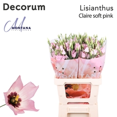 Eustoma Single Soft Pink 70cm