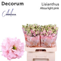Eustoma Double Alissa Light Pink 70cm