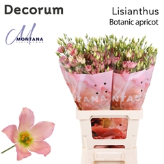 Eustoma Single Botanic Apricot 70cm