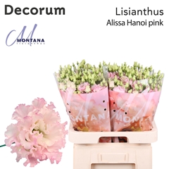 Eustoma Double Alissa Pink 70cm