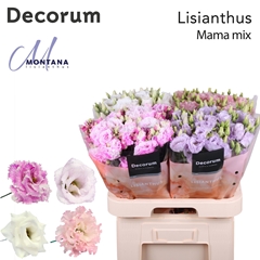 Eustoma Double Mix 70cm