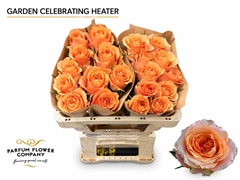 Rosa Celebrating Heater 50cm