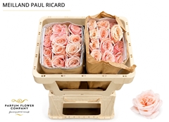 Rosa Meilland Paul Ricard 50cm
