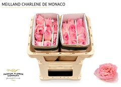 Rosa Meilland Charlene De Monaco 50cm