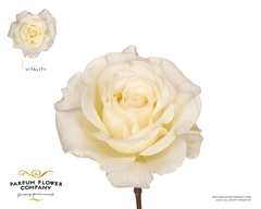 Rosa Parfum Vitality 60cm