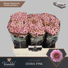 Chrysanth Santini Doria Pink 55cm 52gr.