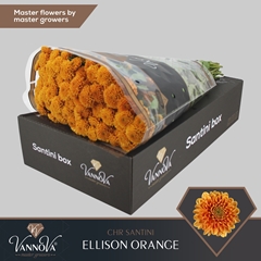Chrysanth Santini Ellison Orange 55cm 44gr.