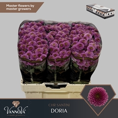 Chrysanth Santini Doria 55cm 48gr.