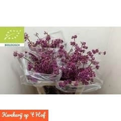 Callicarpa Bodinieri Profusion 100cm