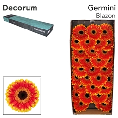 Gerbera Mini Black Centre Blazon 45cm 7cm Hd
