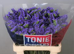Limonium Sinuatum Crystal Dark Blue 60cm 50gr.