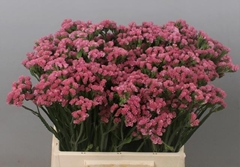 Limonium Sinuatum Amazon Birds 50cm 20gr.
