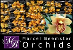 Cymbidium Mini Majolica 30cm