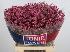 Limonium Sinense Princess Diamond 65cm 25gr.