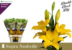 Lily La Nashville 90cm 5+
