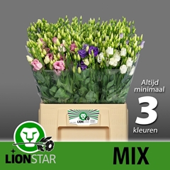 Eustoma Double Mix 60cm
