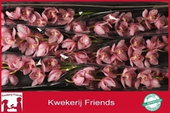Cymbidium Belle Star 80cm