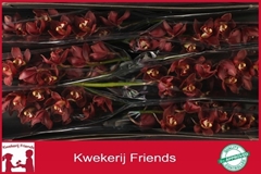 Cymbidium Priwine 80cm