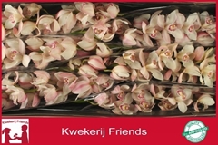 Cymbidium Summer Magic Pink 80cm