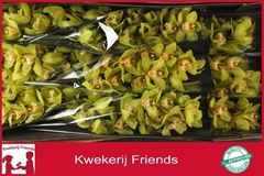 Cymbidium Bonny 60cm