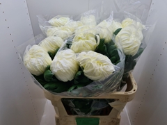 Chrysanth Single Vienna White 80cm 170gr.