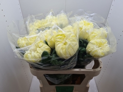 Chrysanth Single Vienna Yellow 80cm 155gr.
