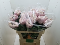 Chrysanth Single Vienna Salmon 80cm 130gr.
