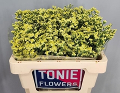 Limonium Sinense Pineapple Diamond 55cm 20gr.