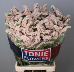 Limonium Sinuatum Apricot Sun Birds 80cm 60gr.