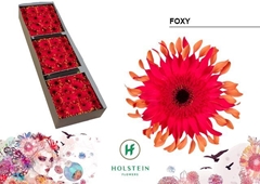 Gerbera Curly Big Gerpasta Foxy 45cm 10cm Hd