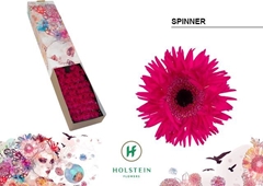 Gerbera Mini Spider Gerspider Spinner 45cm 7cm Hd