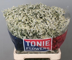 Limonium Sinense Clear Diamond 65cm 20gr.