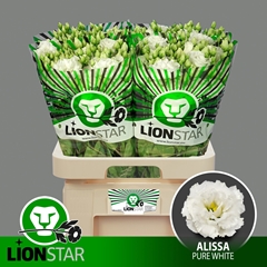 Eustoma Double Alissa Pure White 70cm