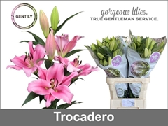 Lily Oriental Trocadero 95cm 4+