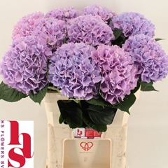 Hydrangea Royal Benefit 80cm 19-21cm Hd