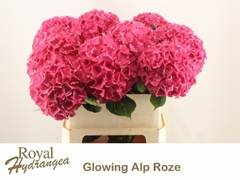 Hydrangea Glowing Alps 80cm 20-22cm Hd
