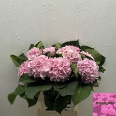 Hydrangea Verena 60cm 12-14cm Hd