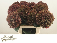 Hydrangea Rubyred Classic 60cm 15-17cm Hd