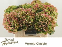 Hydrangea Verena Classic 40cm 17-19cm Hd