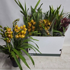 Cymbidium Mixed 14Ø 70cm 4st